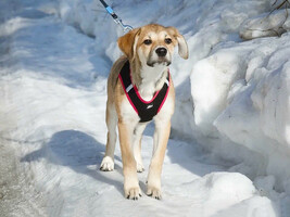 Собаки и кошки в добрые руки