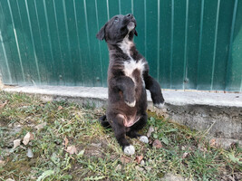 Собаки и кошки в добрые руки