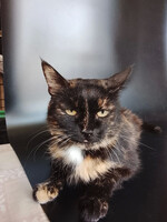 Собаки и кошки в добрые руки