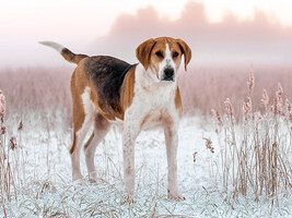 Собаки и кошки в добрые руки