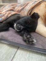 Собаки и кошки в добрые руки