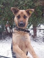 Собаки и кошки в добрые руки