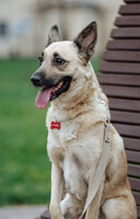 Собаки и кошки в добрые руки