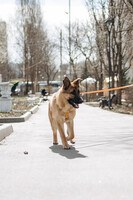 Собаки и кошки в добрые руки