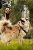 Собаки и кошки в добрые руки