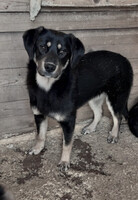 Собаки и кошки в добрые руки