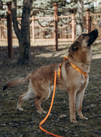 Собаки и кошки в добрые руки