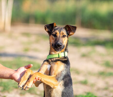 Собаки и кошки в добрые руки