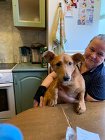 Собаки и кошки в добрые руки