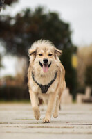 Собаки и кошки в добрые руки