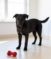 Собаки и кошки в добрые руки