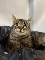 Собаки и кошки в добрые руки