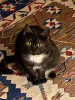 Собаки и кошки в добрые руки