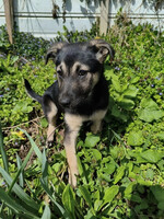 Собаки и кошки в добрые руки