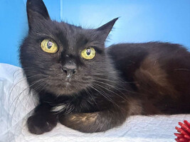 Собаки и кошки в добрые руки