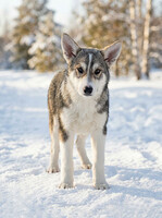 Собаки и кошки в добрые руки