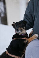 Собаки и кошки в добрые руки