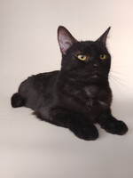 Собаки и кошки в добрые руки