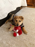 Собаки и кошки в добрые руки