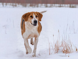 Собаки и кошки в добрые руки