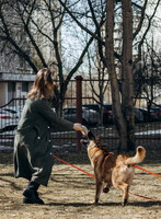 Собаки и кошки в добрые руки