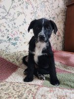 Собаки и кошки в добрые руки