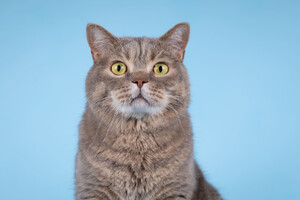 Собаки и кошки в добрые руки