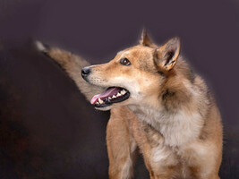 Собаки и кошки в добрые руки