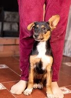 Собаки и кошки в добрые руки