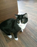 Собаки и кошки в добрые руки