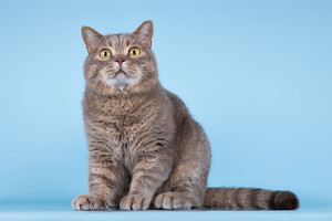 Собаки и кошки в добрые руки