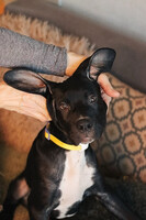 Собаки и кошки в добрые руки