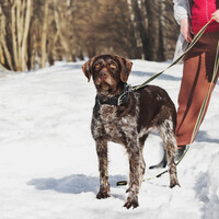 Собаки и кошки в добрые руки