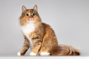 Собаки и кошки в добрые руки