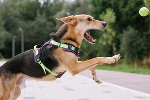 Собаки и кошки в добрые руки