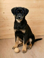 Собаки и кошки в добрые руки