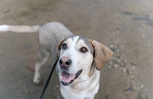 Собаки и кошки в добрые руки