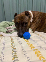 Собаки и кошки в добрые руки