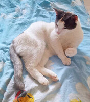 Собаки и кошки в добрые руки