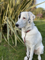 Собаки и кошки в добрые руки