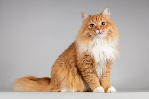 Собаки и кошки в добрые руки