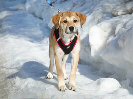 Собаки и кошки в добрые руки