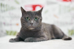 Собаки и кошки в добрые руки