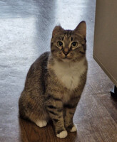 Собаки и кошки в добрые руки