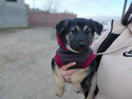 Собаки и кошки в добрые руки