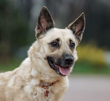 Собаки и кошки в добрые руки