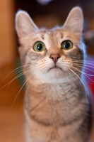 Собаки и кошки в добрые руки