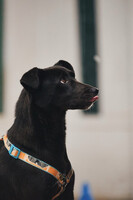 Собаки и кошки в добрые руки