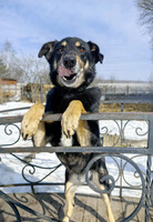 Собаки и кошки в добрые руки