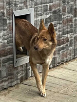 Собаки и кошки в добрые руки